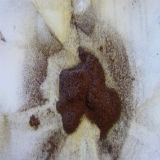 steel wool 6